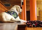 labrador service dog