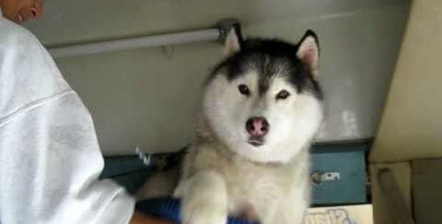 cry baby husky