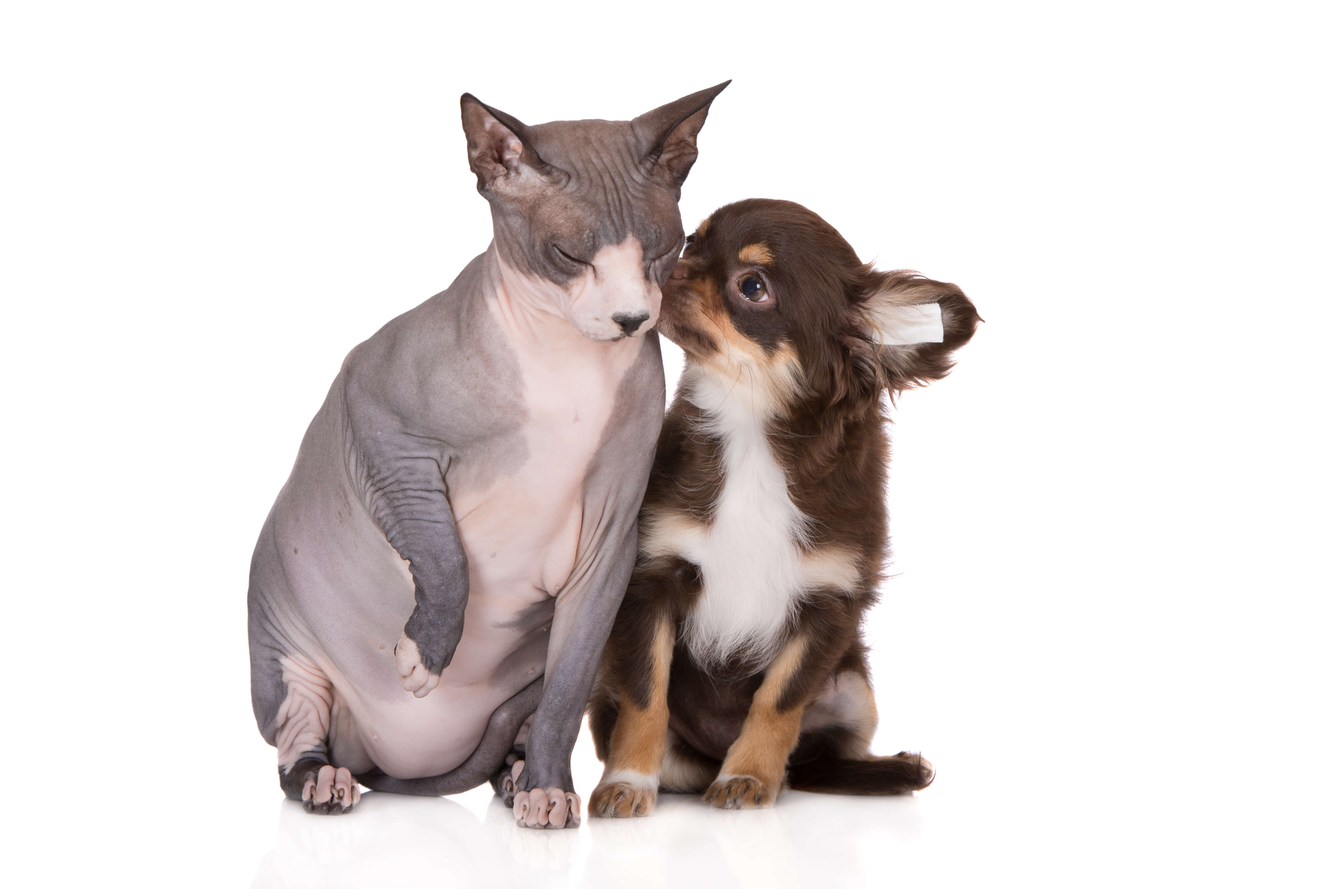 adorable chihuahua puppy and canadian sphynx cat