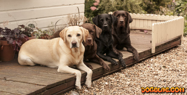 four-different-color-labradors
