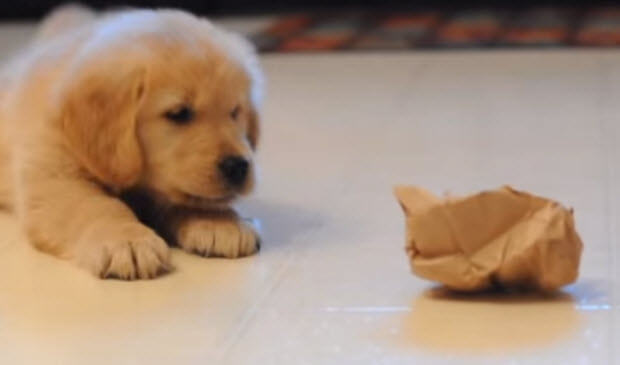 anni-puppy-with-lunch-bag