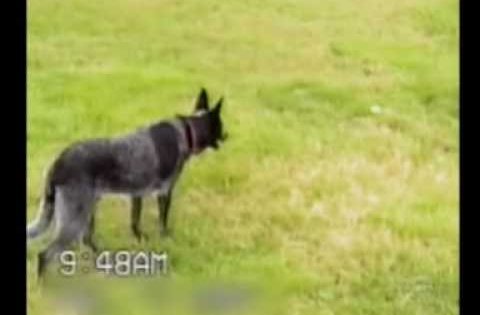 well-trained dog