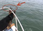 german shepherd saw dolphin