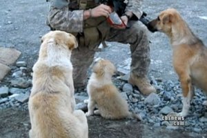 dogs save soldiers lives