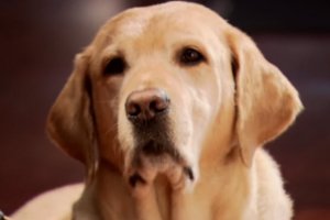 eukanuba-service-dog