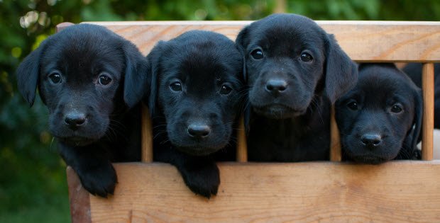 10 Things You Should Never Do to Your Dog