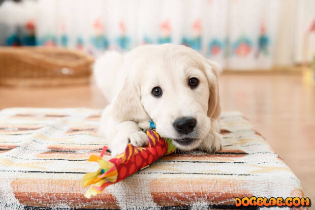 golden-retriever-puppy-with-toy
