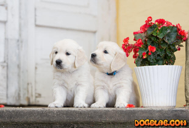 two_lab_puppies_dogblab