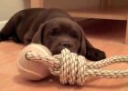 Choc Lab Puppy