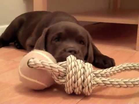 Choc Lab Puppy