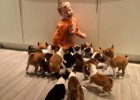 16 basenji puppies