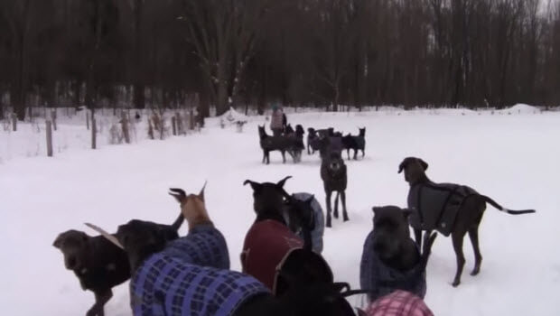35 great danes play snow