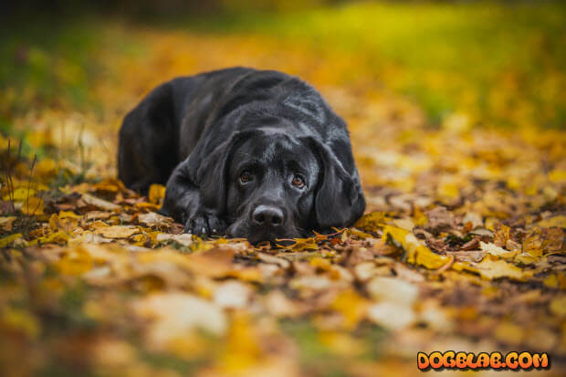 cute_black_lab