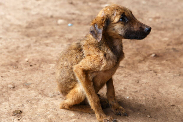 abandoned-dog