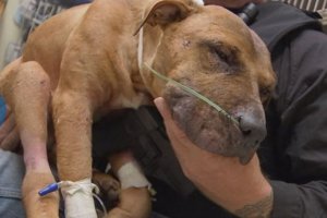 rescued pit bull