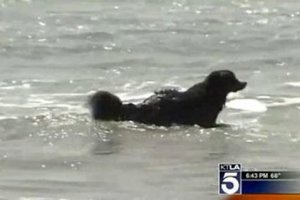Bernese Mountain Dog Rescues Couple