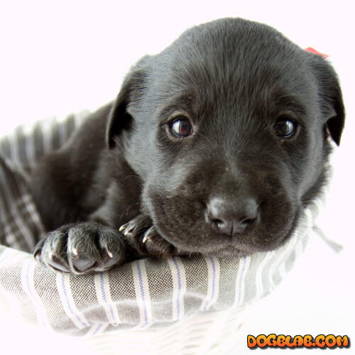 black-small-puppy-labrador