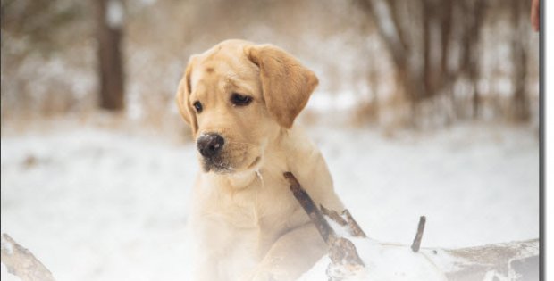 dog outside in freezing weather