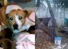 dog chained backyard