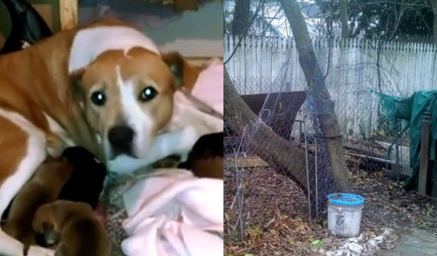 dog chained backyard