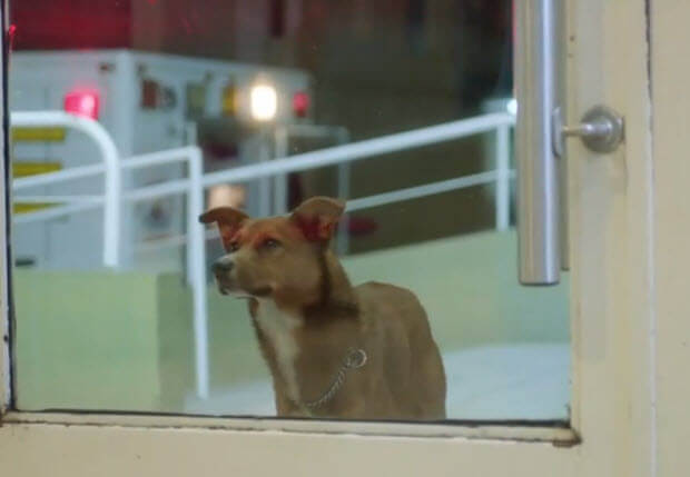 dog chases ambulance