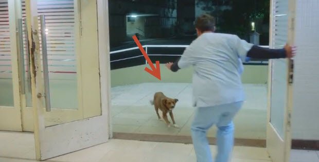 man stroke dog follows