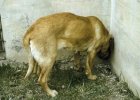 dog wall head press