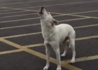 dog howls abandoned by owner in empty parking lot