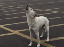 dog howls abandoned by owner in empty parking lot