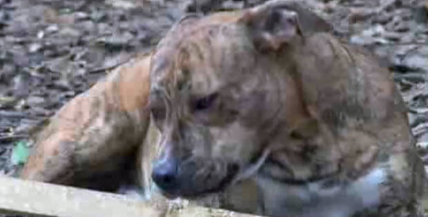 dog-left-behind-by-an-evicted-family-3