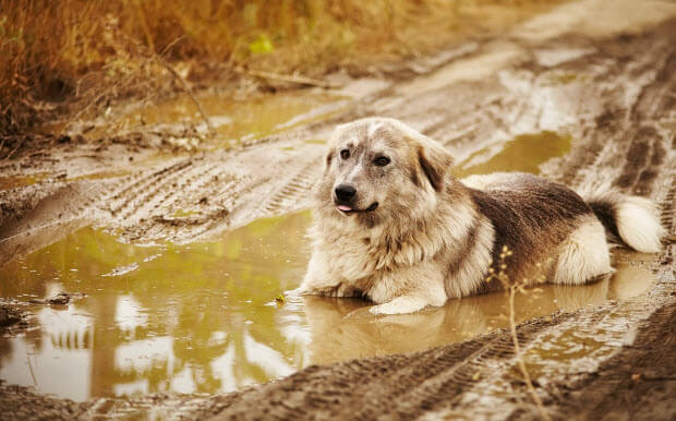 dog-puddle-rain