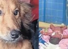 dog saves newborn from dumpster