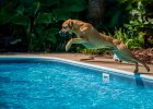 Risks Dog Play in Water