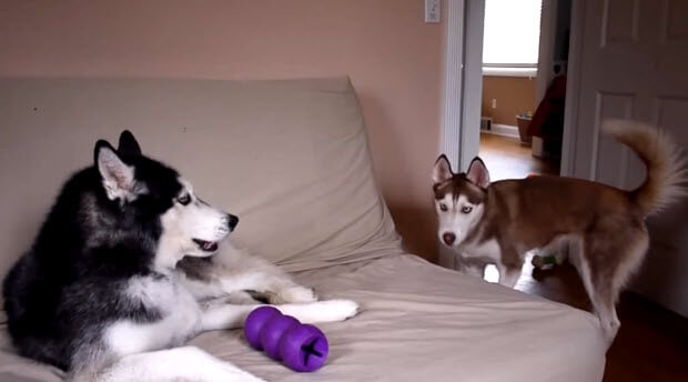 huskies argue who owns purple toy