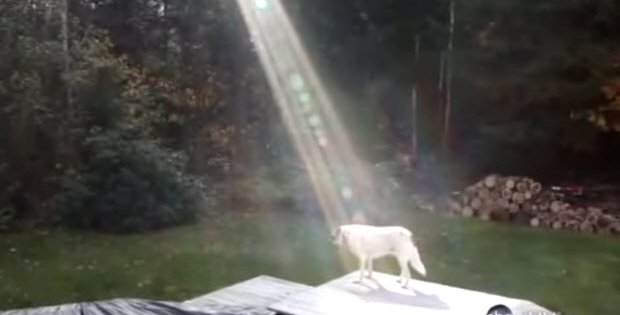 fallen soldier's dog