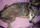 husky puppy rescue