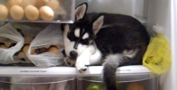 husky refrigerator