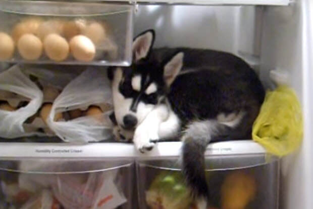 husky refrigerator