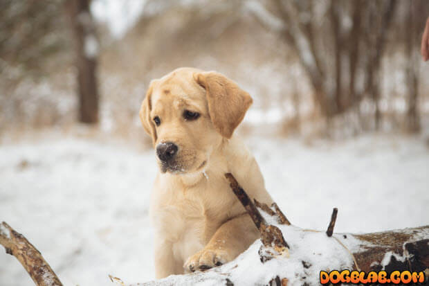 puppy_snow_forest