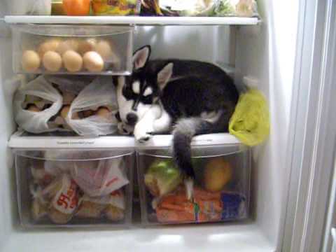This Husky Puppy Refuses To Get Out Of The Refrigerator And It Is Adorable!