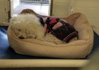 dog was surrendered