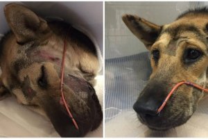 dog saved by facebook post