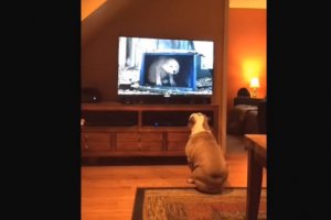 bull dog budweiser commercial