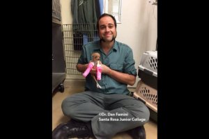 Tiny Chihuahua Rescue