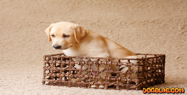 cute-yellow-lab-puppy-in-basket