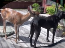 deer walked into back yard