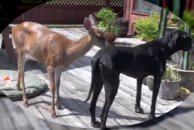 deer walked into back yard