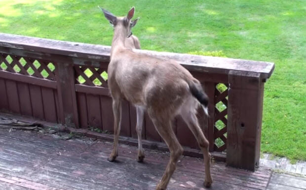 deer-walked-back-yard-2