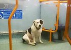 dog was abandoned on the bus