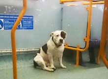 dog was abandoned on the bus